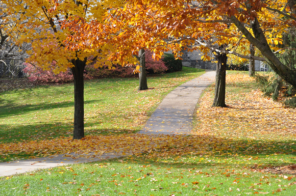 A leaf-laden path